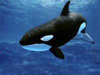 Pozoruhodné správanie kosatiek odhalené dronom: Ponúkajú sa dve hypotézy FOTO