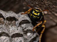 Scéna ako z NAJHORŠIEHO HORORU sa stala realitou: Táto OSA vkladá svoje potomstvo do tiel pavúkov!