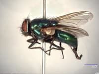 Bzučivka Lucilia caesar patrí k tým druhom hmyzu, ktoré láka pach mŕtveho tela.
