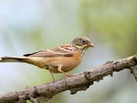 Záhada vyriešená: Ako tento malý vtáčik prežije vo vzduchu TAK DLHO? TRI lastovičky NIKDY nepristáli!