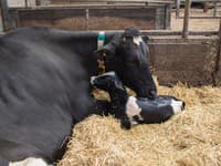 Ľudí vydesil mutant, ktorý sa narodil krave: Je to polovičný človek, tvrdia! Pozrite na to