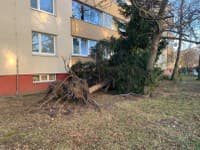Silný vietor už napáchal prvé škody, v bratislavskej mestskej časti Podunajské Biskupice vietor vyvrátil strom