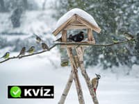 KVÍZ Poznáte najznámejšie februárové pranostiky? Otestujte sa!