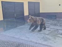 V Liptovskom Mikuláši prebiehala poriadna dráma, medveď pobehoval po uliciach v centre mesta
