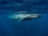 Neuveriteľný kolos v oceáne: Jazyk modrej veľryby váži ako slon a je dlhší než kontajner! FOTO