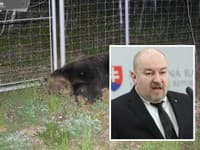 Pri Očovej odstránili problémovú medvedicu: Strieľal Huliak! Poslanec vysvetľuje dôvody, prehovoril aj Danko