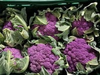 Ručne zberané reďkovky, kukuricu aj farebné karfioly máme zo Slovenska