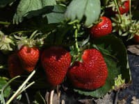 Milujete jahody? Tento nenápadný trik ich udrží čerstvé celý rok! Odborník prezradil, čo robíme celé roky zle