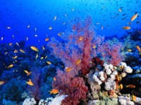 Koralový útes Elphinstone Reef je top miestom na potápanie. 