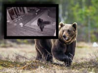 Mrazivé VIDEO! Medveď sa im premáva okolo domu: Obrovský strach, zaútočil niekoľkokrát