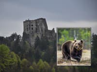 Turistická obec rieši problém: Pod obľúbeným hradom videli medvede! Samospráva vyzýva na ostražitosť