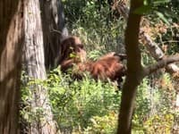 Muž je presvedčený, že na VIDEO zachytil skutočného Bigfoota: Sedel pri strome a... Z tohto sa tak rýchlo nespamätá