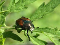 Francúzsko je na nohách: Prvý nález invázneho druhu hmyzu! Môže spôsobiť miliardové škody