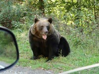 Na Poľane sú medvede aktívne aj počas zimy: Útočiaca medvedica ušla!