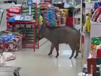 Chaos v supermarkete: VIDEO Dovnútra vtrhol diviak, vydesení zákazníci neverili vlastným očiam!