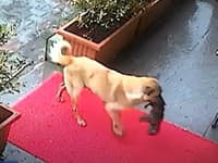 VIDEO hrdinskej sučky dojíma internet: Sama priniesla svoje mláďa k veterinárom! Tí okamžite konali