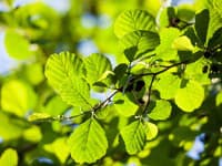 Aké bolo počasie minulý rok? Nastal aj skorý nástup alergénov, informoval o tom klimatológ