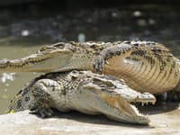 Vedci prišli s bizarným plánom: Krokodílom chcú zhnusiť jedlo