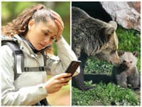 Špeciálna linka na stret s medveďmi náhle končí: Ukázala sa ako prepadák a za polroka prišlo len 200 hlásení!