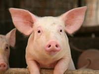 Farmára vydesilo mláďa ošípanej: FOTO Pozrite na tú hlavu! Veď vyzerá ako človek