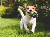 Tento pohyb vášho psa hovorí viac než tisíc slov: Odborník odhalil dojemnú pravdu!