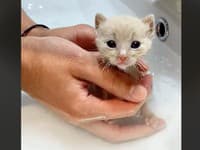 Chlapík si myslel, že zachránil opustené mačiatko: O pár mesiacov zažil poriadny ŠOK! Pozrite, čo má doma