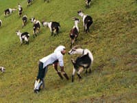 Thomas mal plné zuby hektického života: Stal sa kozou vo Švajčiarsku! Experiment ho naučil dôležitú vec