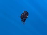 Vedci sa vydali hľadať žraloky, stretli však niečo oveľa desivejšie: VIDEO unikátneho nálezu!