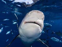 Vedci objavili v Atlantickom oceáne hotové monštrum: TOTO je najväčší žralok, akého ste kedy videli!