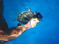 Mladíci pripevnili kameru na korytnačku: Idylické VIDEO sa razom zmenilo na jatky! Diváci zostali v šoku