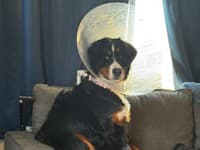 Šteňa si poriadne zavarilo: Prehltlo vyše 20 ponožiek a iné oblečenie! FOTO od veterinára hovorí za všetko