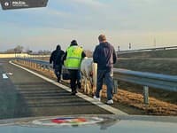 Diaľničných policajtov zaskočilo na D1 nečakané prekvapenie: FOTO Väčší BIZÁR dnes asi neuvidíte!