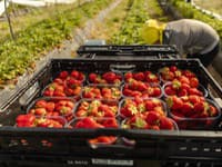 Nenechajte si ujsť sezónu jahôd, nepotrvá dlho