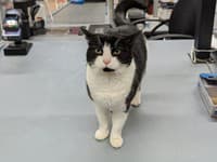 Nezbedná mačka sužuje mesto: „Kupuje“ si cigarety, chodí do kasína aj barov! Ľudí zaujíma len jedno