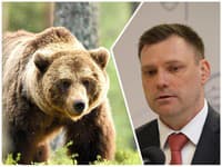 Taraba hovorí po tragédii v Detve o plošnej regulácii medveďa: Odstreliť by sa malo 350 jedincov!