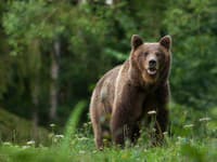 Na Hokkaide medveď odvliekol mladého turistu do lesa: Pátranie po ňom pokračuje