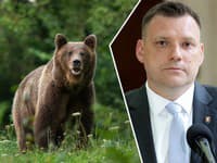 Ochranárske organizácie sa opäť pustili do Tarabu: Výzva pre ministra! Odstrel 350 medveďov odmietajú