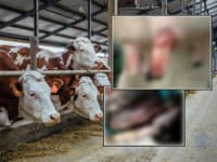 Chovateľ zverejnil FOTO nakazených zvierat: Majú ukrutné bolesti, ťažko prehĺtajú a musia byť zabité! VÝZVA verejnosti