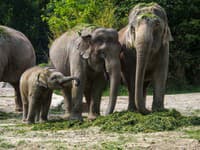 Ľudia plačú pri pohľade na slony v ZOO: VIDEO odhaľuje, čo spravili počas zemetrasenia!