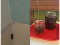 Zhrozená matka uverejnila VIDEO z Kramárov: Šváby v kúpelni zabíjala sama! Nemocnica vysvetľuje situáciu