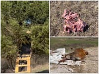 Pri obci sa opakovane objavuje medveď: Šokujúci nález ochranárov! VIDEO Uhynutá krava a vnadiská pri posede