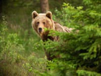 Rodina si myslela, že im balík ukradol zlodej: VIDEO To, čo si medveď odniesol z verandy, pobavilo celý internet!