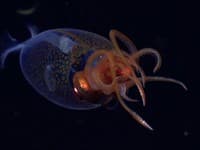 Morská POTVORA prvýkrát na VIDEU: Takto vyzerá v prirodzenom prostredí, vedci doslova onemeli!