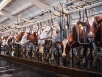 Veterinári uvoľnili niektoré opatrenia proti šíreniu slintačky a krívačky