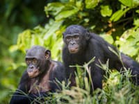 Vedci u šimpanzov spozorovali čudné správanie: VIDEO Toto predsa robia aj ľudia!