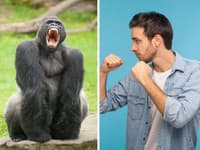 Internet dobyla bizarná otázka: Dokáže 100 mužov poraziť gorilu? TOTO je konečný verdikt