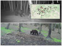 Ďalšie VAROVANIA! Medvede videli blízko obcí, rodinných domov aj pri cyklotrasách! Šelmy zachytili aj fotopasce