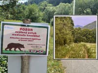 Medvede majú ruju, ich výskyt rastie! Šelmy videli blízko obcí a v známych lokalitách, aj TU si dajte pozor
