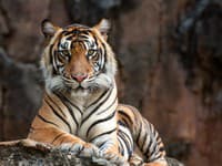 Dráma v zoologickej záhrade: Na ošetrovateľku sa vrhol tiger, žena zabudla na TENTO malý detail!