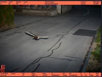 Radar vo Švajčiarsku nameral rýchlu kačku: Letela 52 km/h v tridsiatke a nie prvý raz FOTO